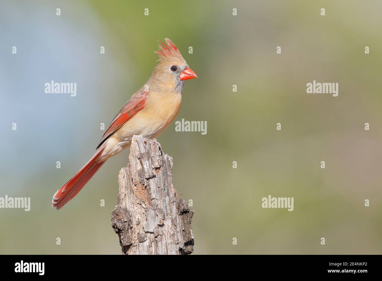 Nördlicher Kardinal (Cardinalis cardinalis) weiblich, Südtexas, USA Stockfoto