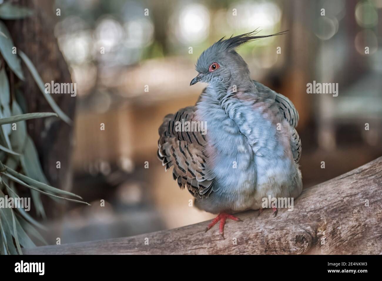 Haubentaube, eine Topknot-Taube. Schöner Vogel mit blauem Gefieder Stockfoto