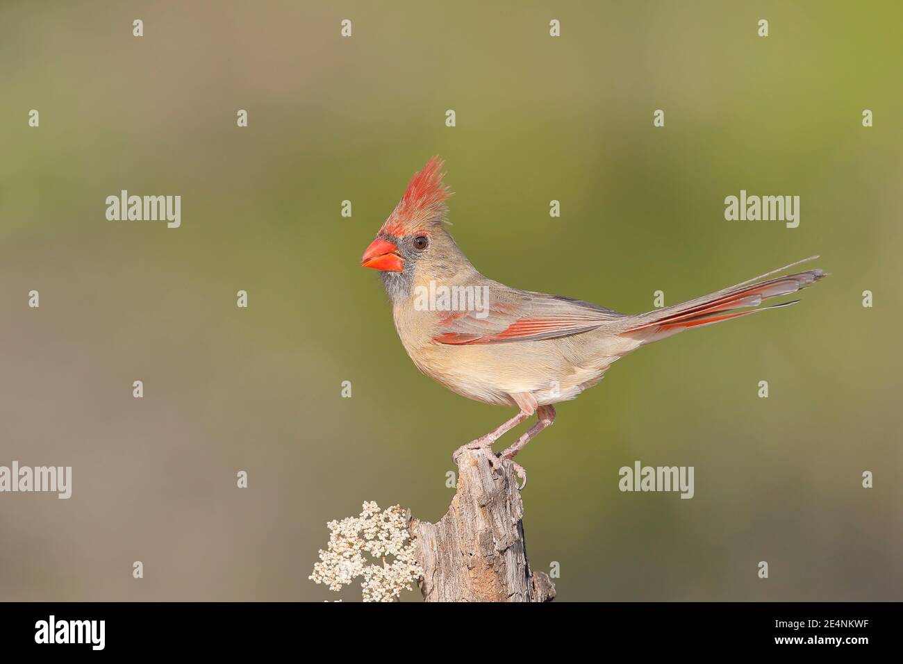 Nördlicher Kardinal (Cardinalis cardinalis) weiblich, Südtexas, USA Stockfoto