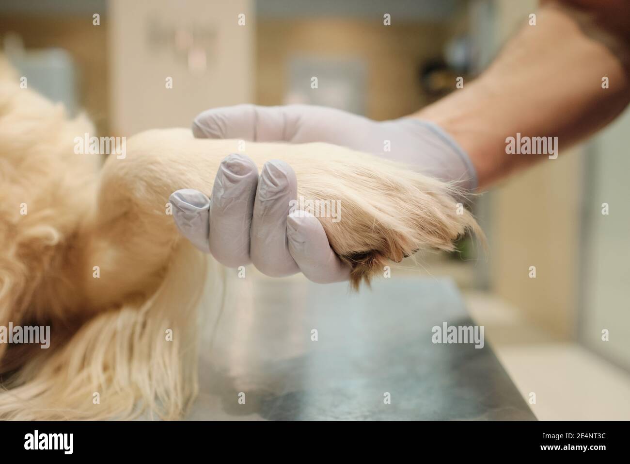 Nahaufnahme des Tierarztes in Schutzhandschuhen mit der Pfote des Hundes Und sich um die Tiere kümmern Stockfoto