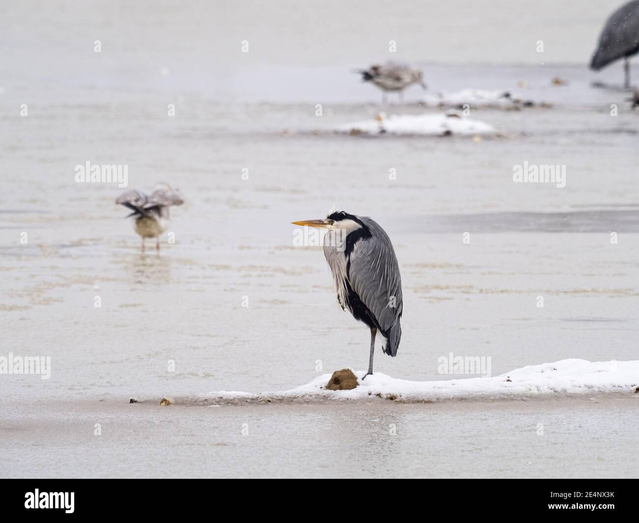 Ein Graureiher (Ardea cinerea) im Schnee im Beddington Farmlands Nature Reserve in Sutton, London. Stockfoto