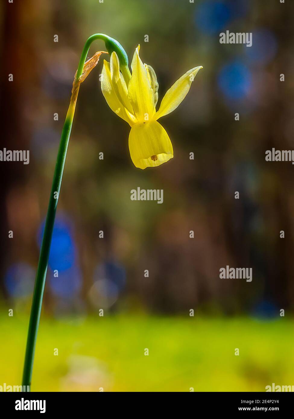 Gelbe Narzisse isoliert mit unfokussiertem Hintergrund Stockfoto