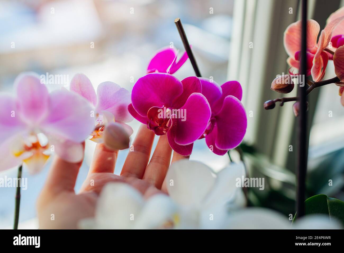 Bunte Orchideen phalaenopsis. Frau kümmert sich um Heimpflanzen