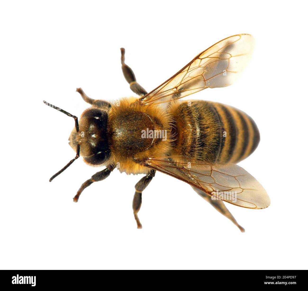 Detail der Biene oder Honigbiene in Latein APIs Mellifera, europäische oder westliche Honigbiene isoliert auf dem weißen Hintergrund, goldene Honigbiene Stockfoto