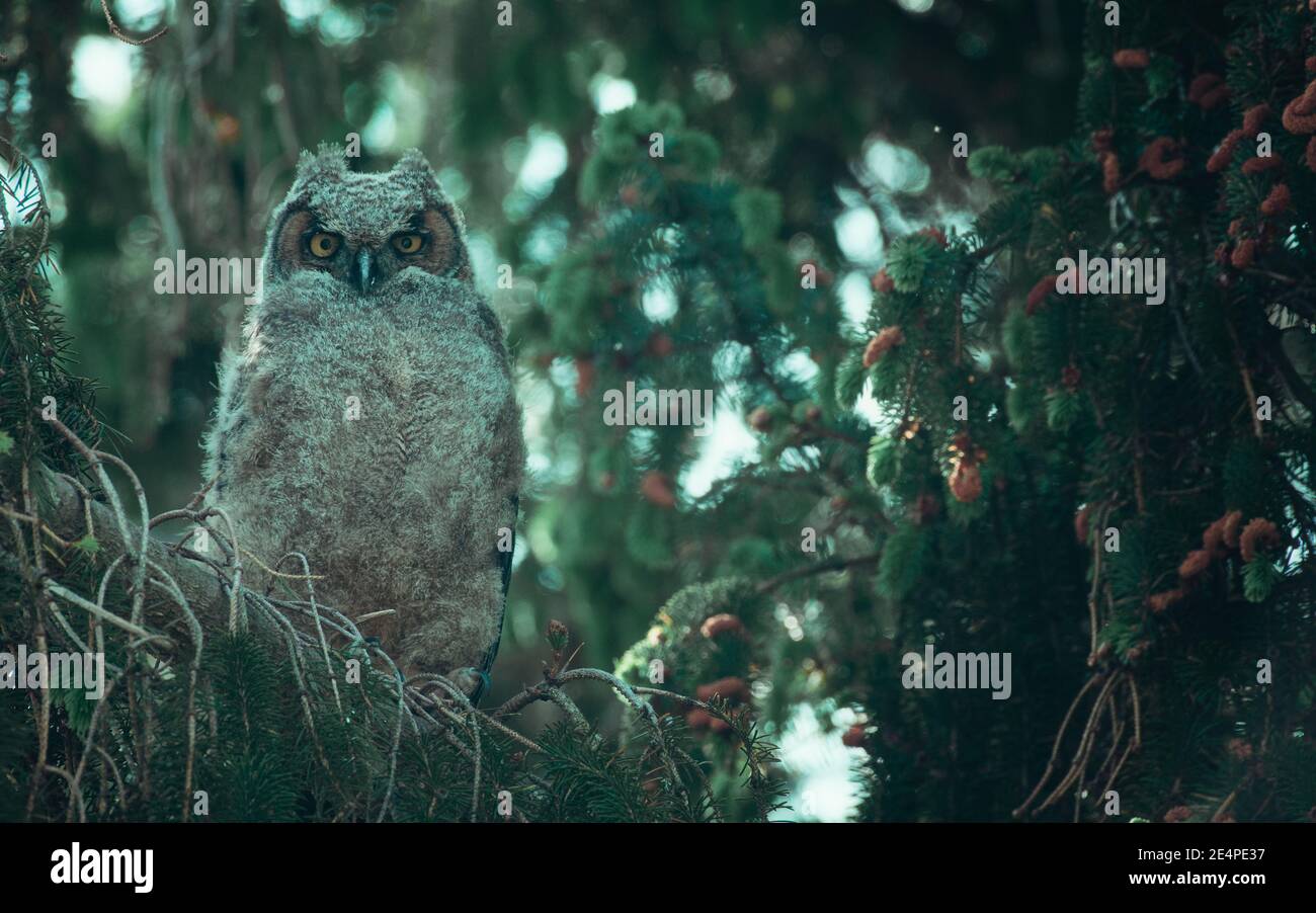 Nahaufnahme einer großhornigen Eule, hoch oben in einem Baum Stockfoto