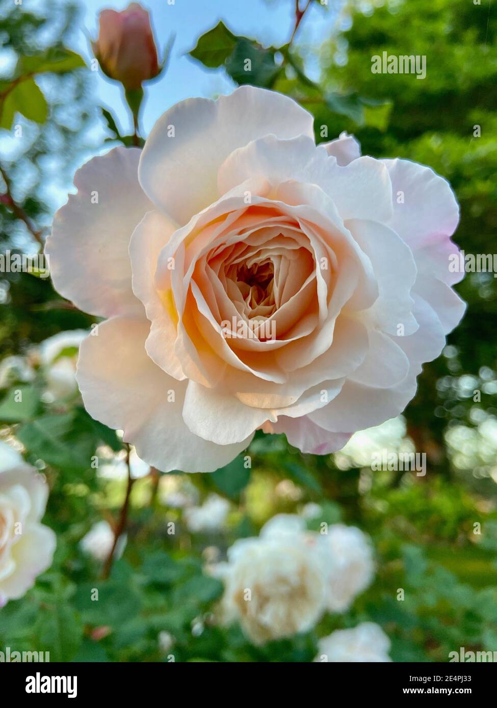 Rosa Gartenrosen Erröten Stockfoto