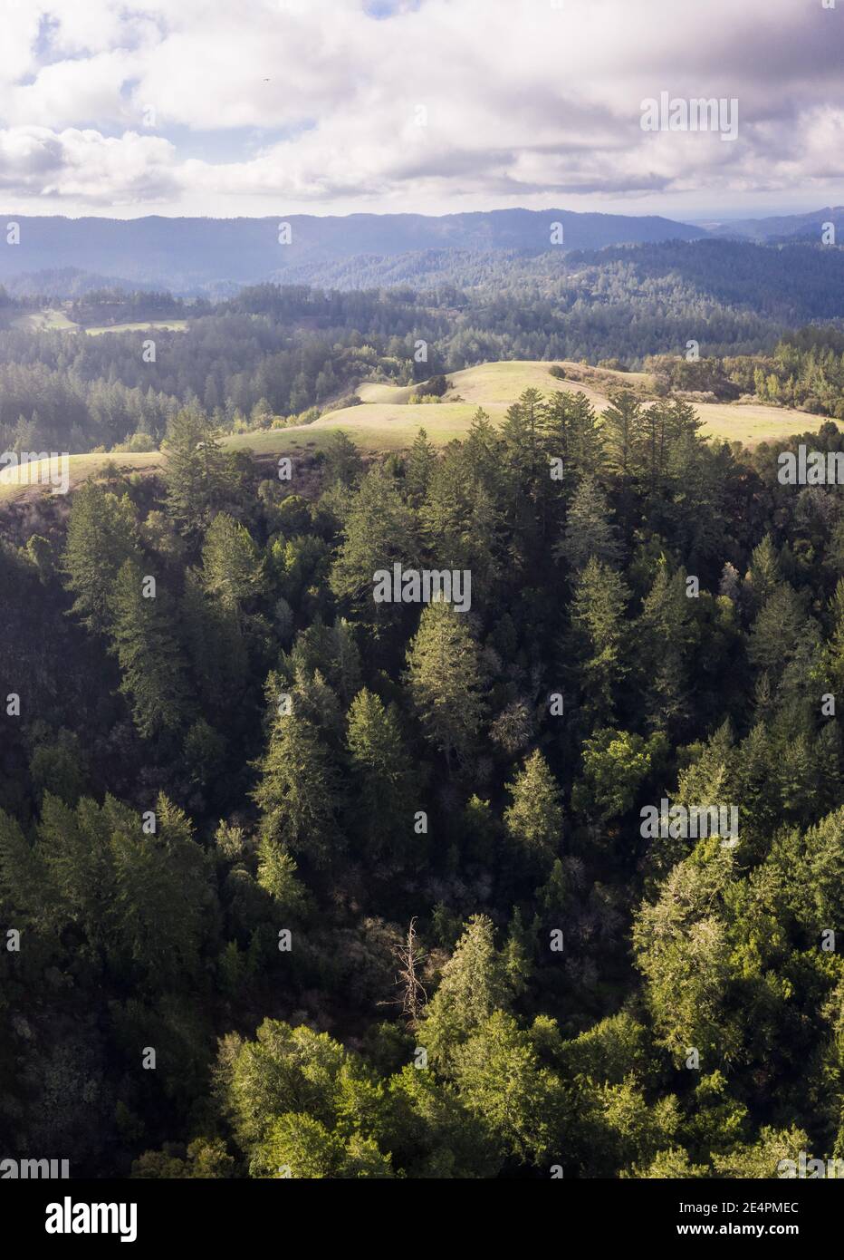 Ein gemischter immergrüner Wald bedeckt die Santa Cruz Berge südlich von San Francisco. Diese Küstenregion ist die Heimat von ausgedehnten malerischen Wäldern und Stränden. Stockfoto