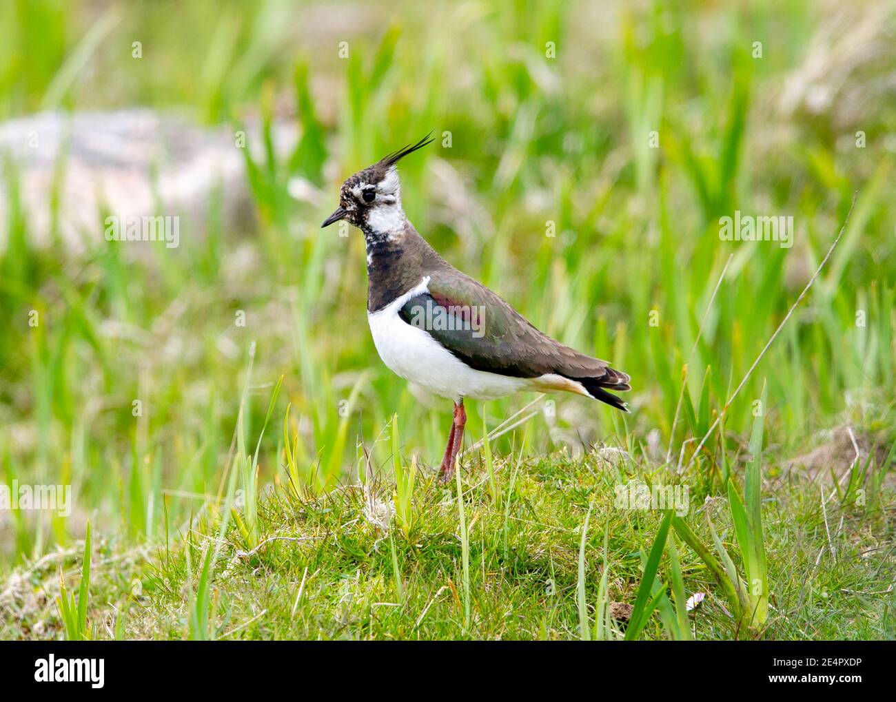 Lapwing, Isle Tiree, Äußere Hebriden, Schottland, Großbritannien. Stockfoto