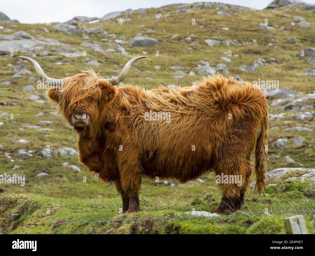 Highland Cow, Isle of Harris Äußere Hebriden, Schottland, Großbritannien. Stockfoto