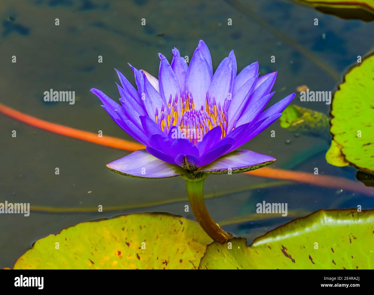 Blue Water Lily Lotus Green Lily Pads Moorea Tahiti Französisch Polynesien Stockfoto