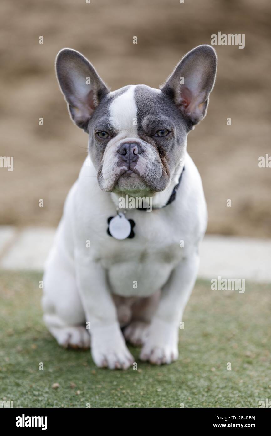 5-Monate-Old Pied Frenchie Puppy Männlich Sitzend Stockfoto