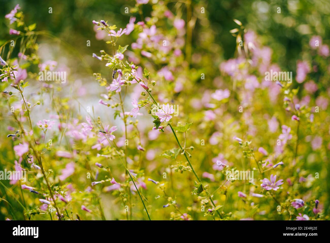 Ein Feld mit Waldmalche während der Blütezeit. Stockfoto