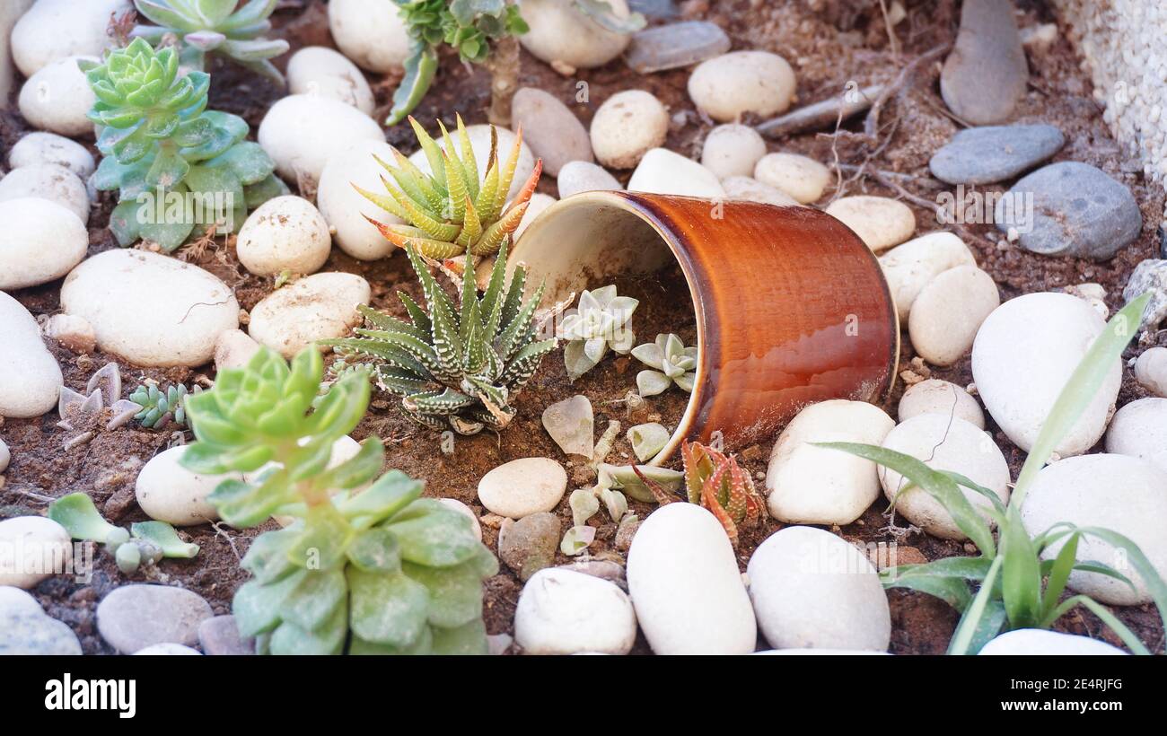 Sukkulente Blume winzige Pflanzen Gartendekoration mit zerbrochener Keramik-Tasse Stockfoto