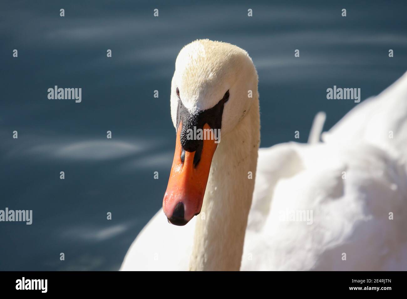 Swan-Nahaufnahme Stockfoto