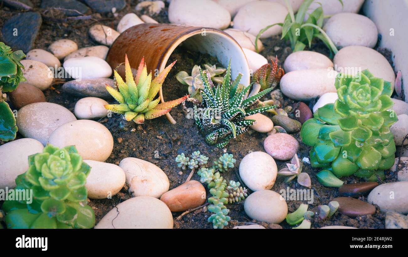 Sukkulente Blume winzige Pflanzen Gartendekoration mit zerbrochener Keramik-Tasse Stockfoto
