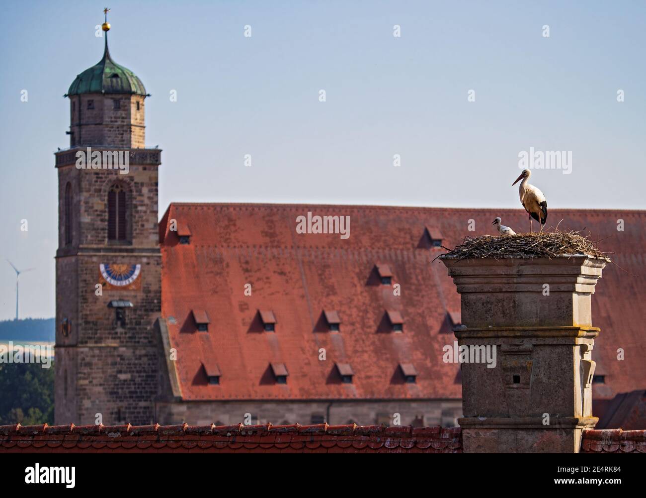 Weißstorch (Ciconia ciconia) Paar mit Küken auf dem Stadtdach Storchennest mit großer Domkirche im Hintergrund, Dinkelsbühl, Bayern, Deutschland Stockfoto