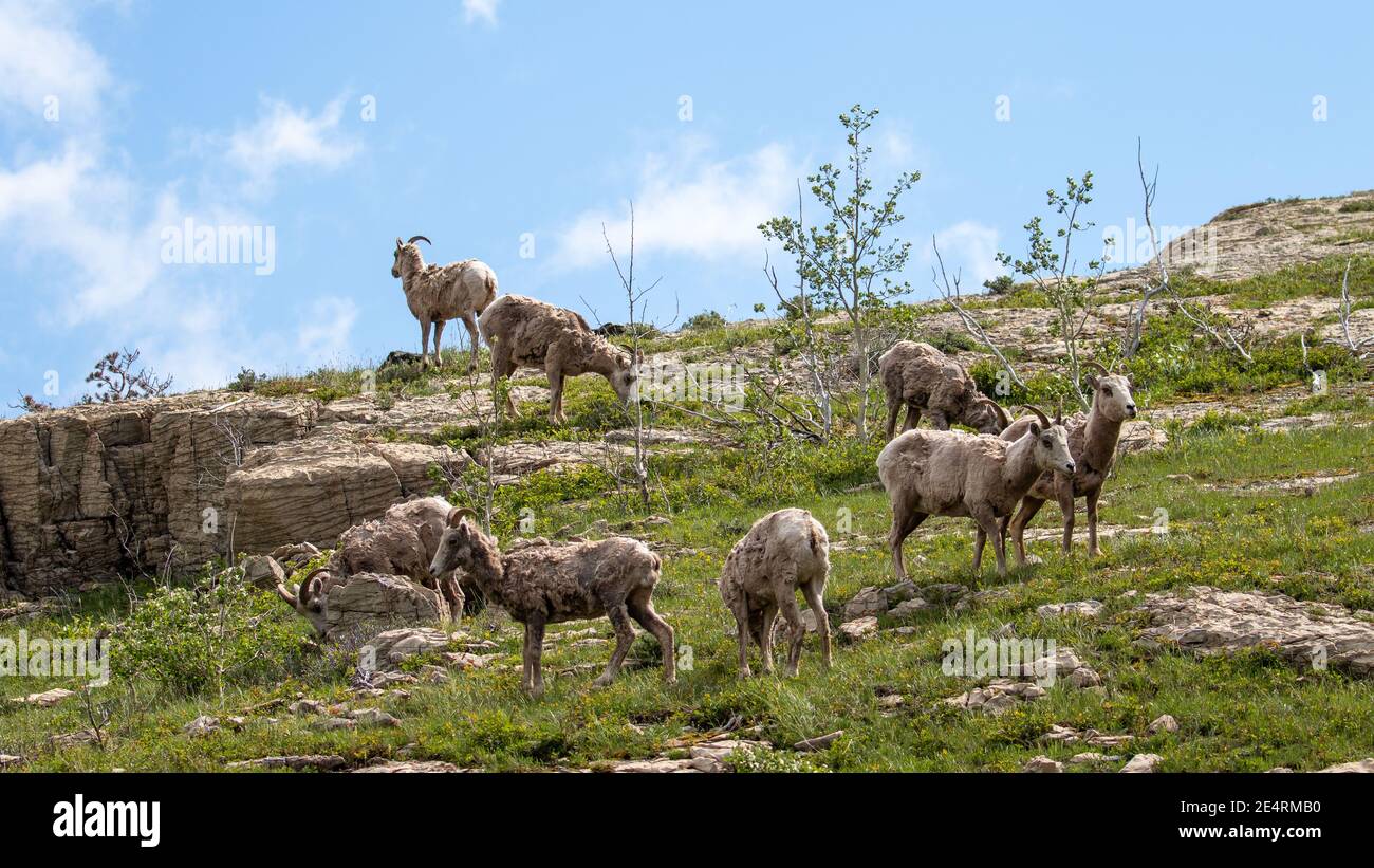 Bergziegen in Glacier Stockfoto