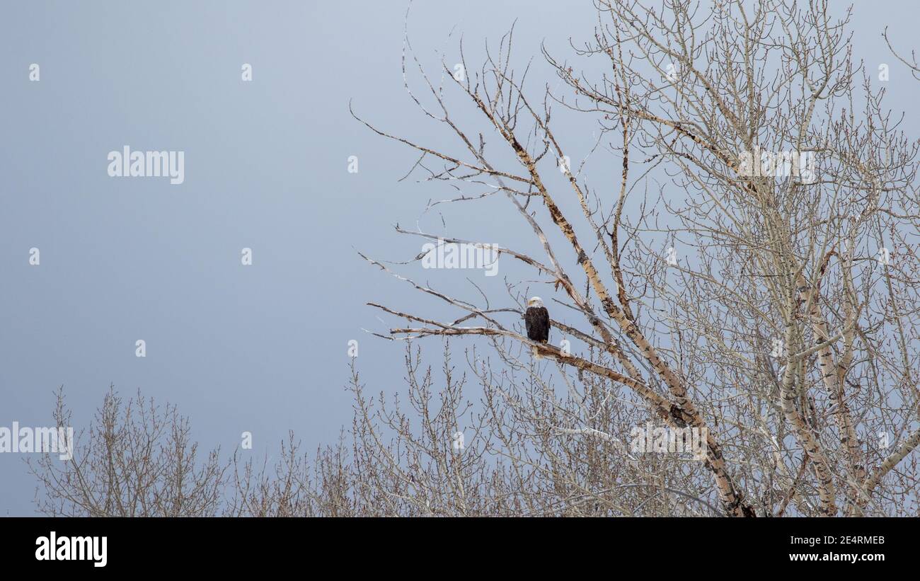 Bald Eagle in Bozeman, MT Stockfoto