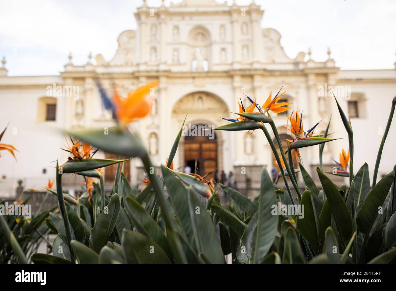 Paradiesvogel blüht vor der Kathedrale in Antigua, Guatemala, Mittelamerika Stockfoto
