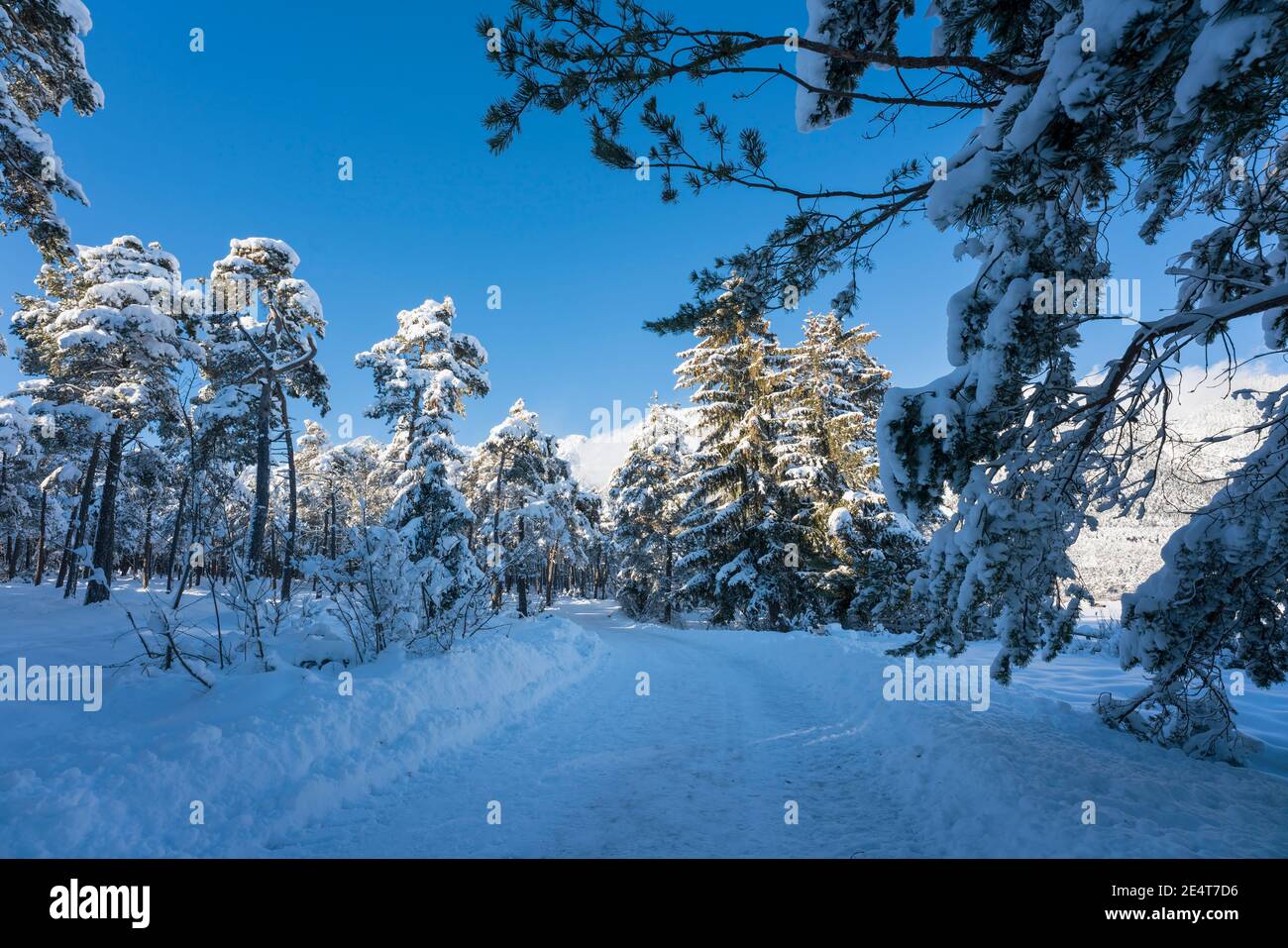 Schneebedeckter Wanderweg durch sonnigen immergrünen Wald in alpiner Winterlandschaft, Wildermieming, Tirol, Österreich Stockfoto