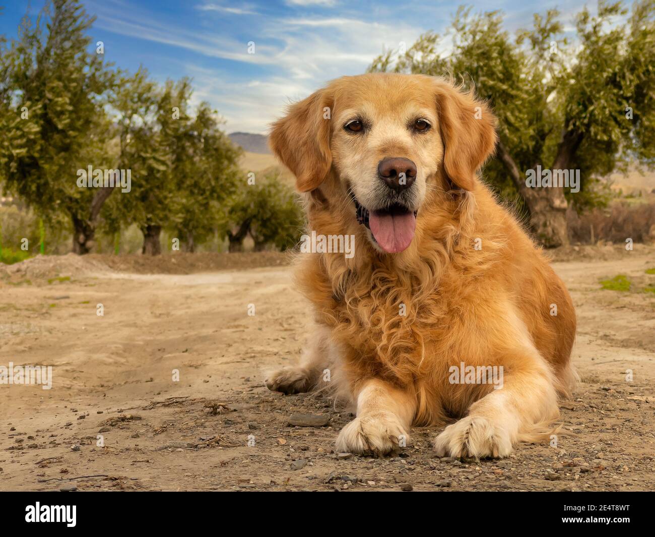 Golden Retriever, ein freundlicher Hund. Hochwertige Fotos. Stockfoto