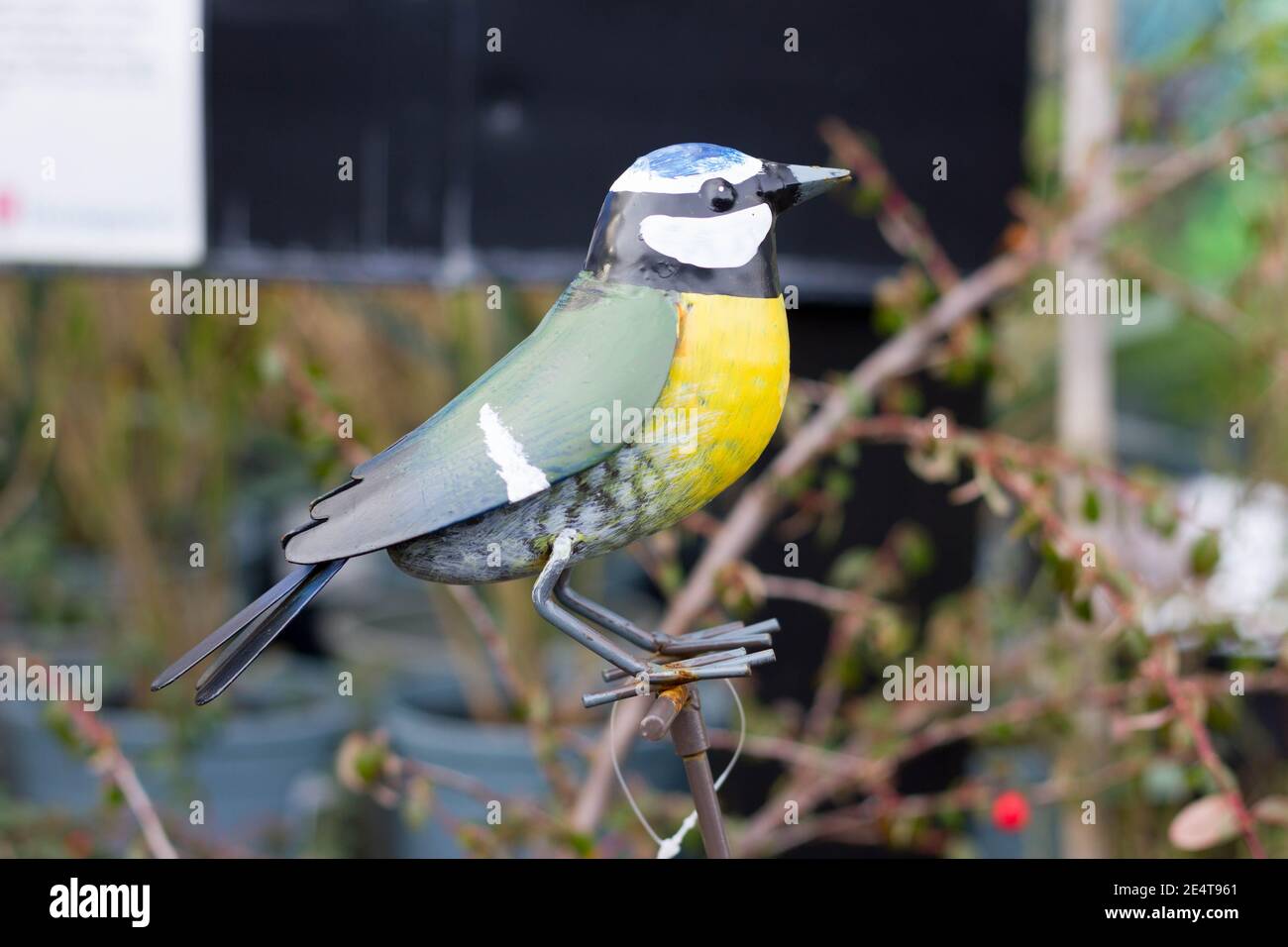 Menschenmännlicher Rotkehlchen, der im Winterschnee im Garten singt Stockfoto
