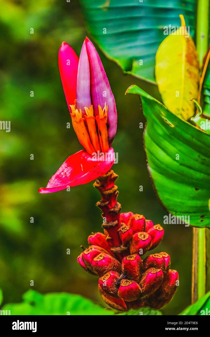 Rosa Hairy Banane Grüne Blätter Moorea Tahiti Französisch Polynesien Ursprünglich Aus Assam in Indien Stockfoto