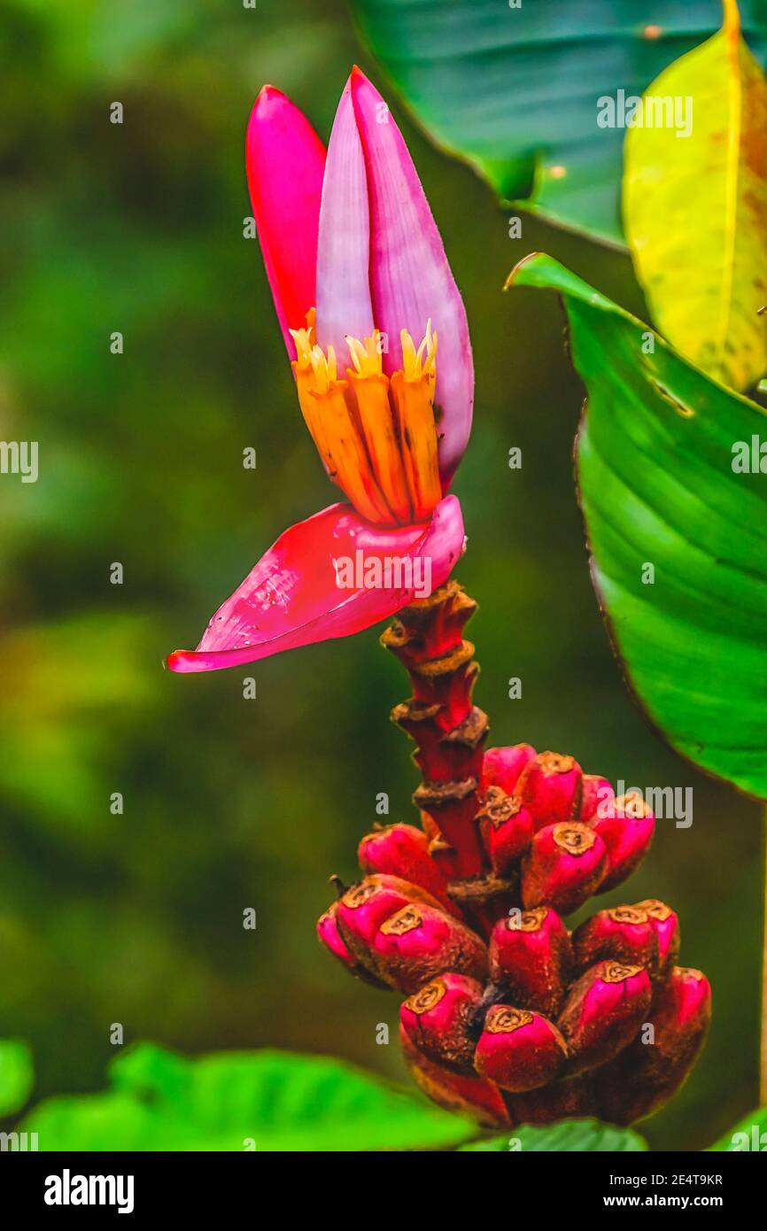 Rosa Hairy Banane Grüne Blätter Moorea Tahiti Französisch Polynesien Ursprünglich Aus Assam in Indien Stockfoto