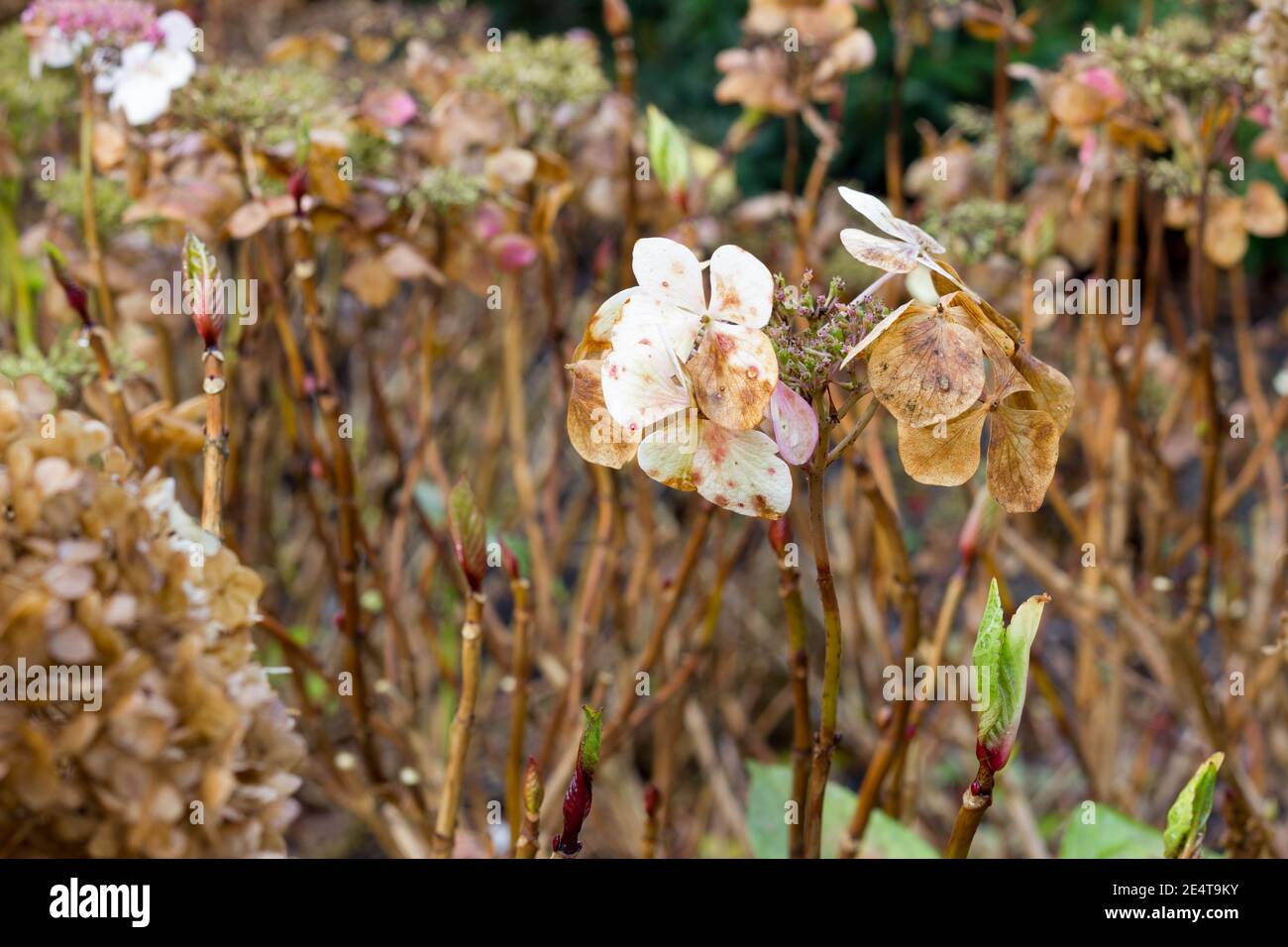 Getrockneter Stamm und braune Hortensiaceae Blüten Köpfe im Winter Stockfoto