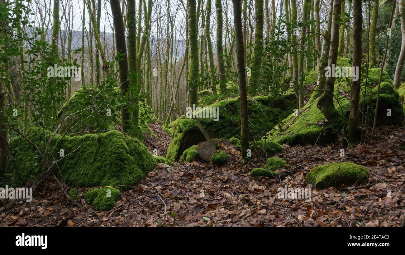 Moos bedeckte Steine im Winterwald mit Laub auf dem Boden Stockfoto