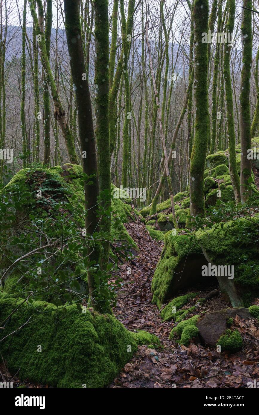 Moos bedeckte Steine im Winterwald mit Laub auf dem Boden Stockfoto