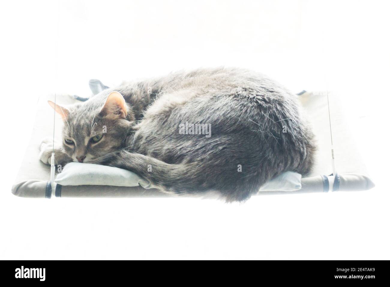 Niedliche Katze liegt am Fenster in hellem Licht Stockfoto