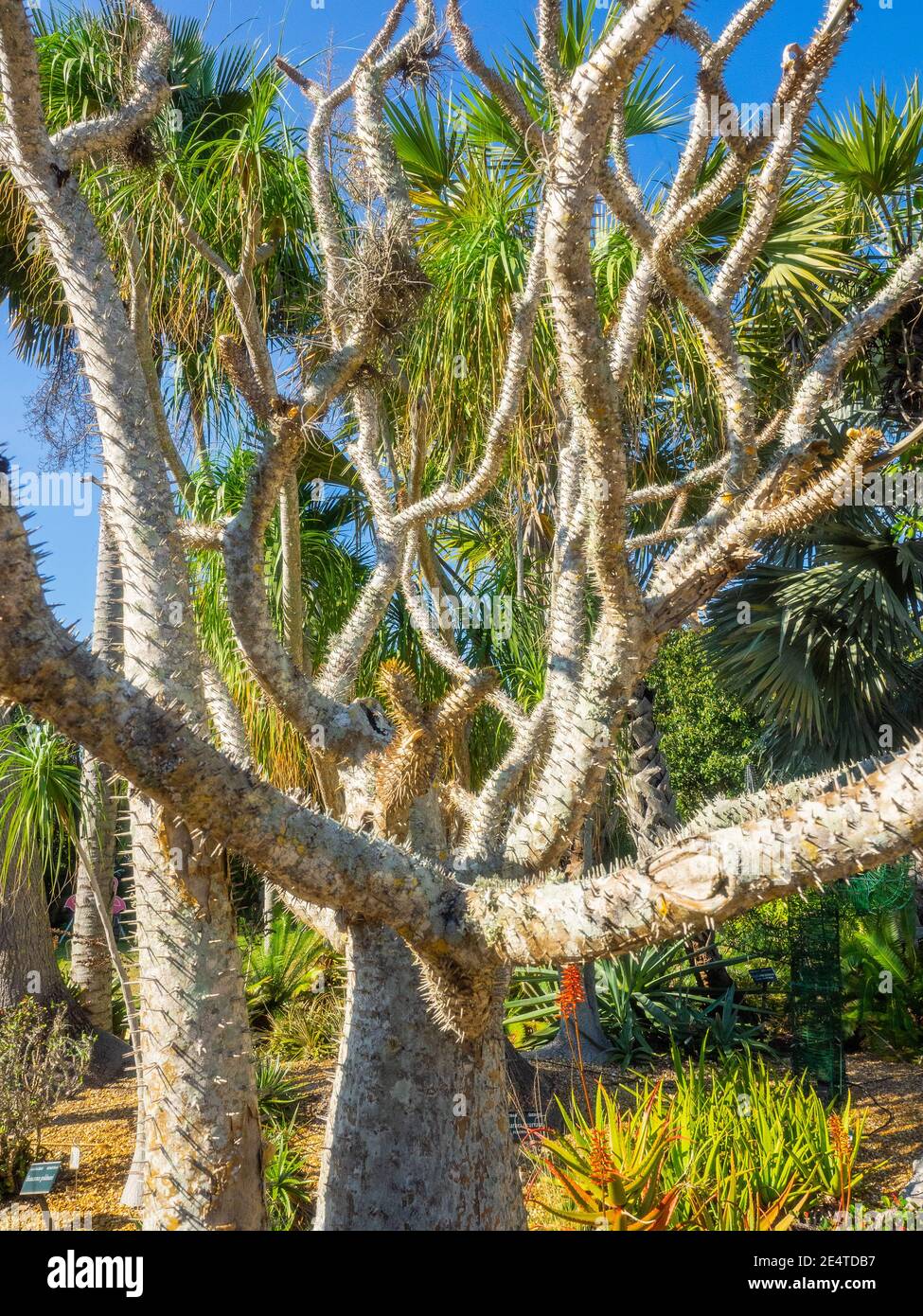 Madagaskar-Palme (Pachypodium lamerei) ist eine blühende Pflanze aus der  Familie der Apocynaceae. Es ist ein Stamm Sukkulente, Photosynthese vor  allem durch Stockfotografie - Alamy
