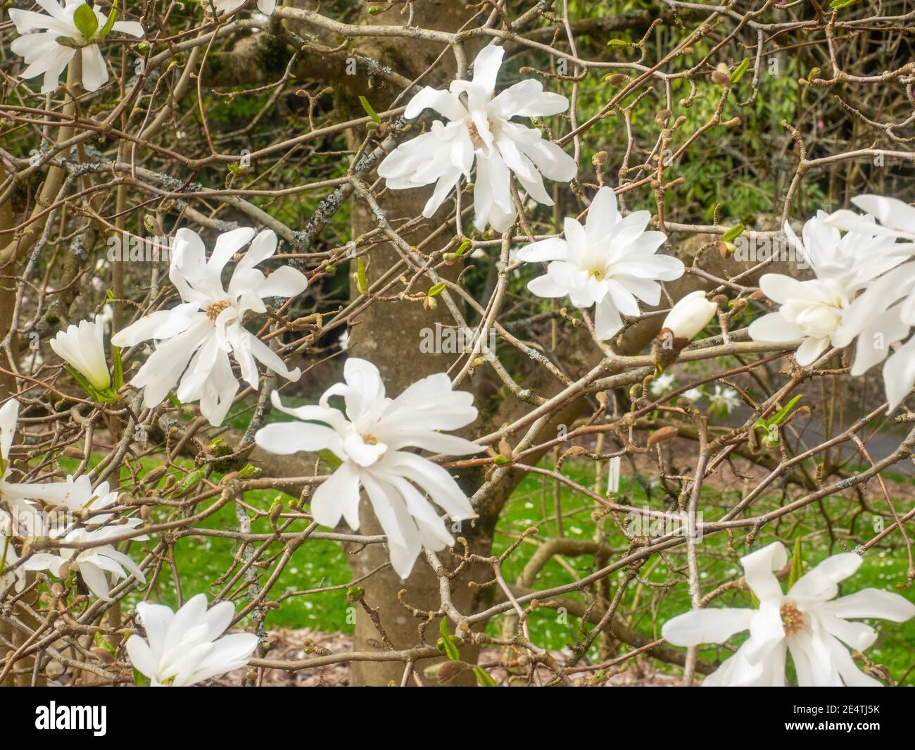 Japanese magnolia Fotos und Bildmaterial in hoher Auflösung Alamy