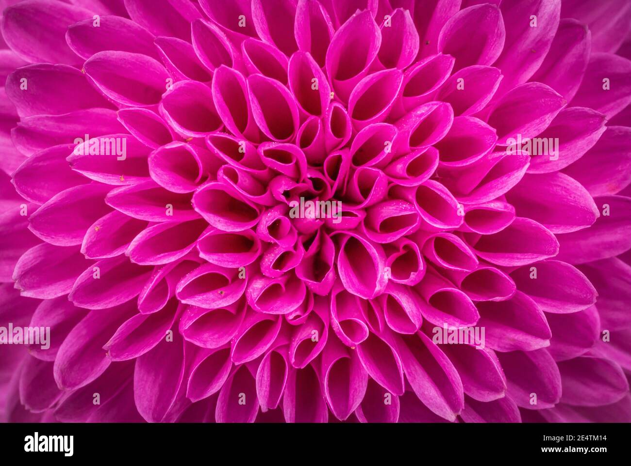 Nahaufnahme der lila rosa Blume Dahlia pinnata. Dahlia pinnata Cav. Mit violetter Farbe in voller Blüte. Blumenhintergrund Stockfoto