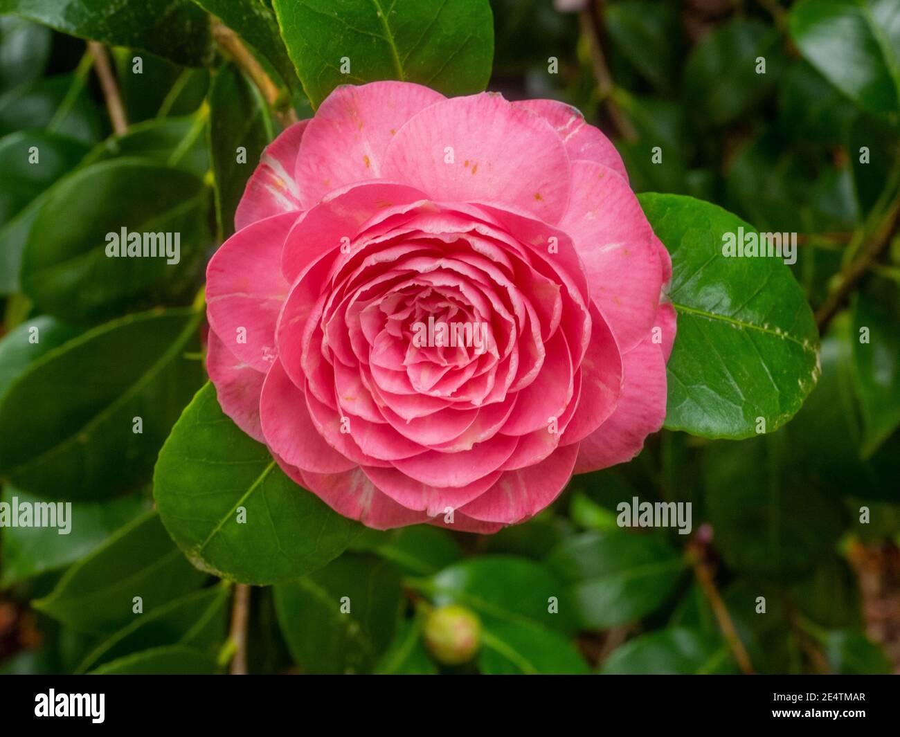 Die japanische Kamelie (Camellia japonica) ist eine der bekanntesten Arten der Gattung Camellia. Stockfoto