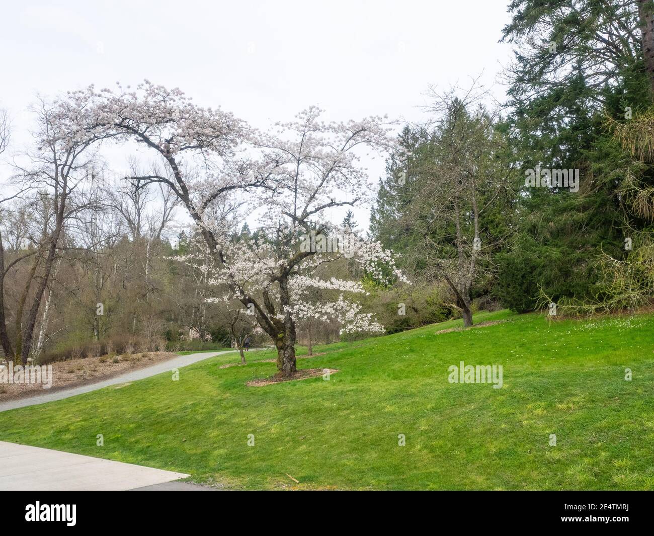 Washington Park ist ein öffentlicher Park in Seattle, Washington, USA, von dem der Großteil vom Washington Park Arboretum, einem gemeinsamen Projekt von, übernommen wird Stockfoto