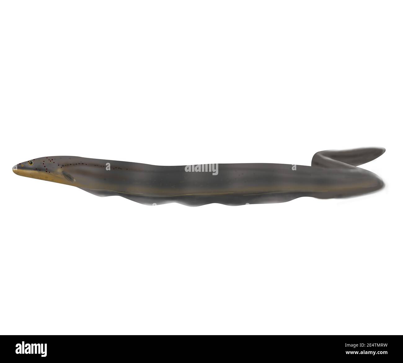 Elektrophorus voltai. Neu entdeckte elektrische Aalarten. Dunkelgrau-braun auf dem Rücken und gelb oder orange auf dem Bauch. Anatomie. Stockfoto