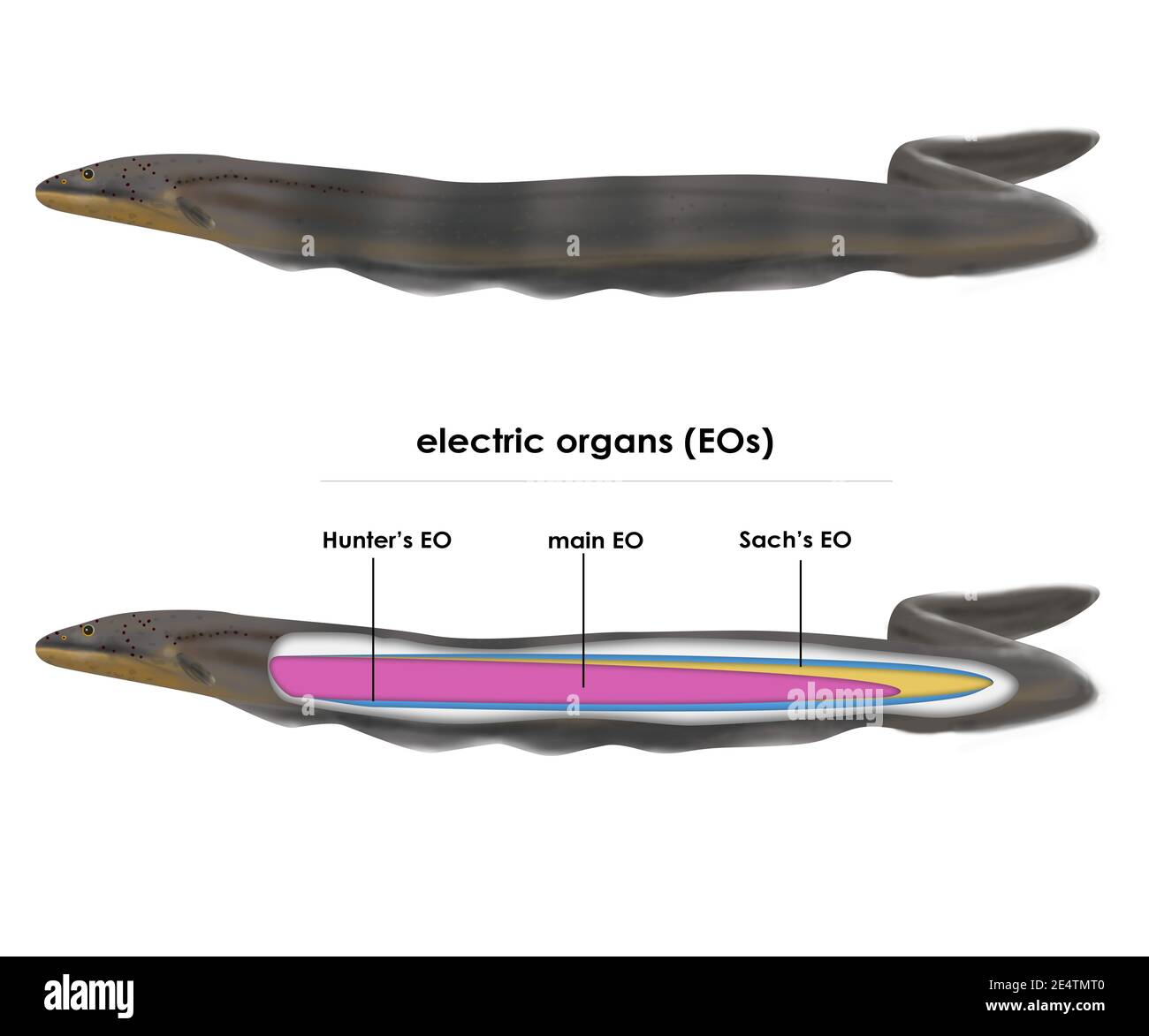Elektrophorus voltai. Neu entdeckte elektrische Aalarten. Dunkelgrau-braun auf dem Rücken und gelb oder orange auf dem Bauch. Anatomie. Stockfoto
