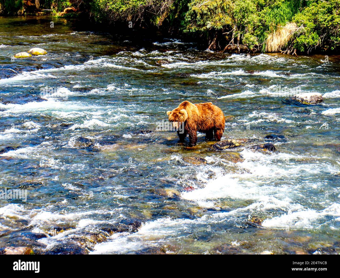 Grizzly Bär auf der Jagd nach Sockeye Lachs am Brooks Run in Alaska. Stockfoto