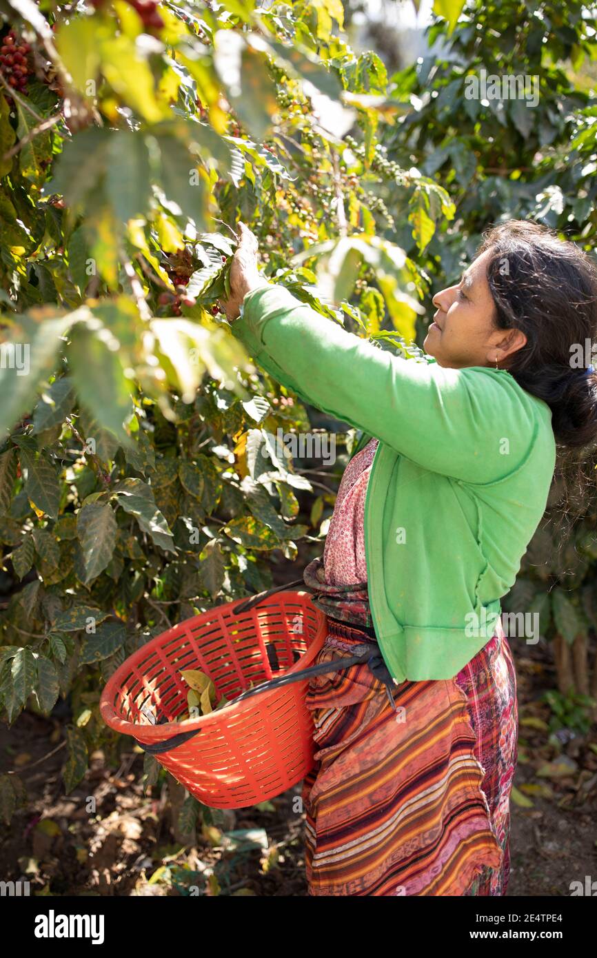 Kaffeekirschernte in San Juan la Laguna, Guatemala, Mittelamerika. Stockfoto