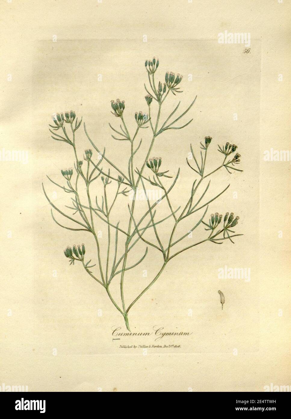 Medizinische Botanik (Platte 56) Stockfoto