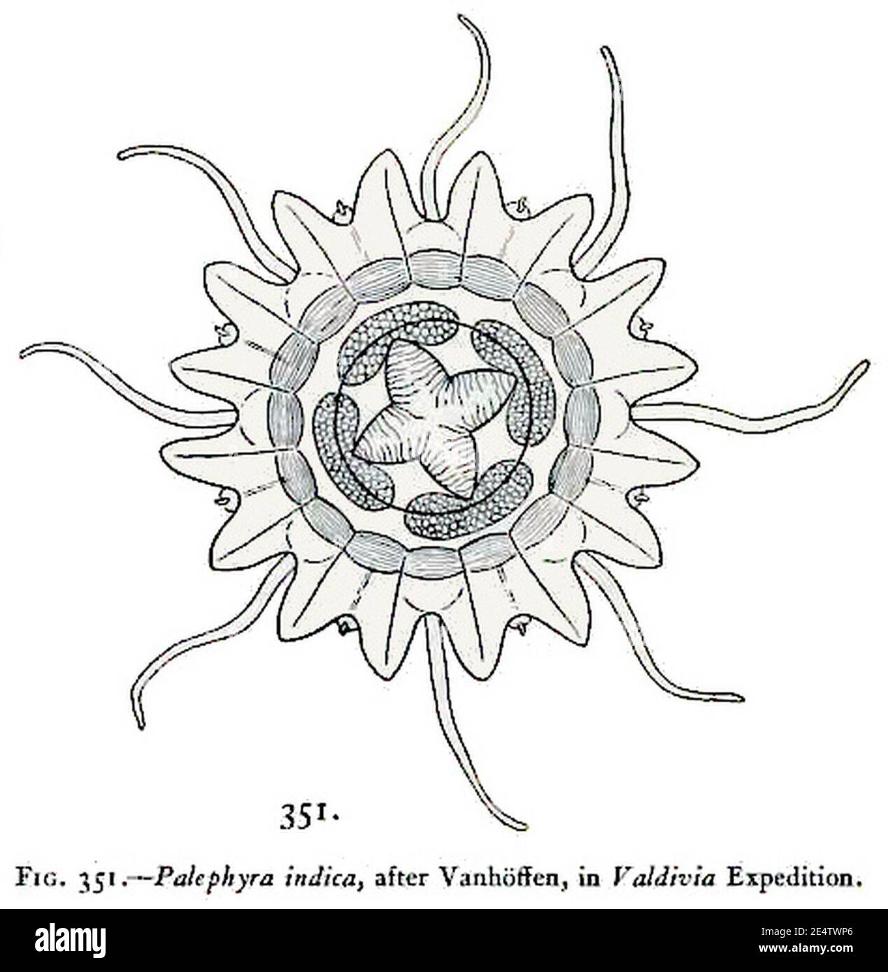 Medusen der Welt-vol03 fig351 Palephyra indica. Stockfoto