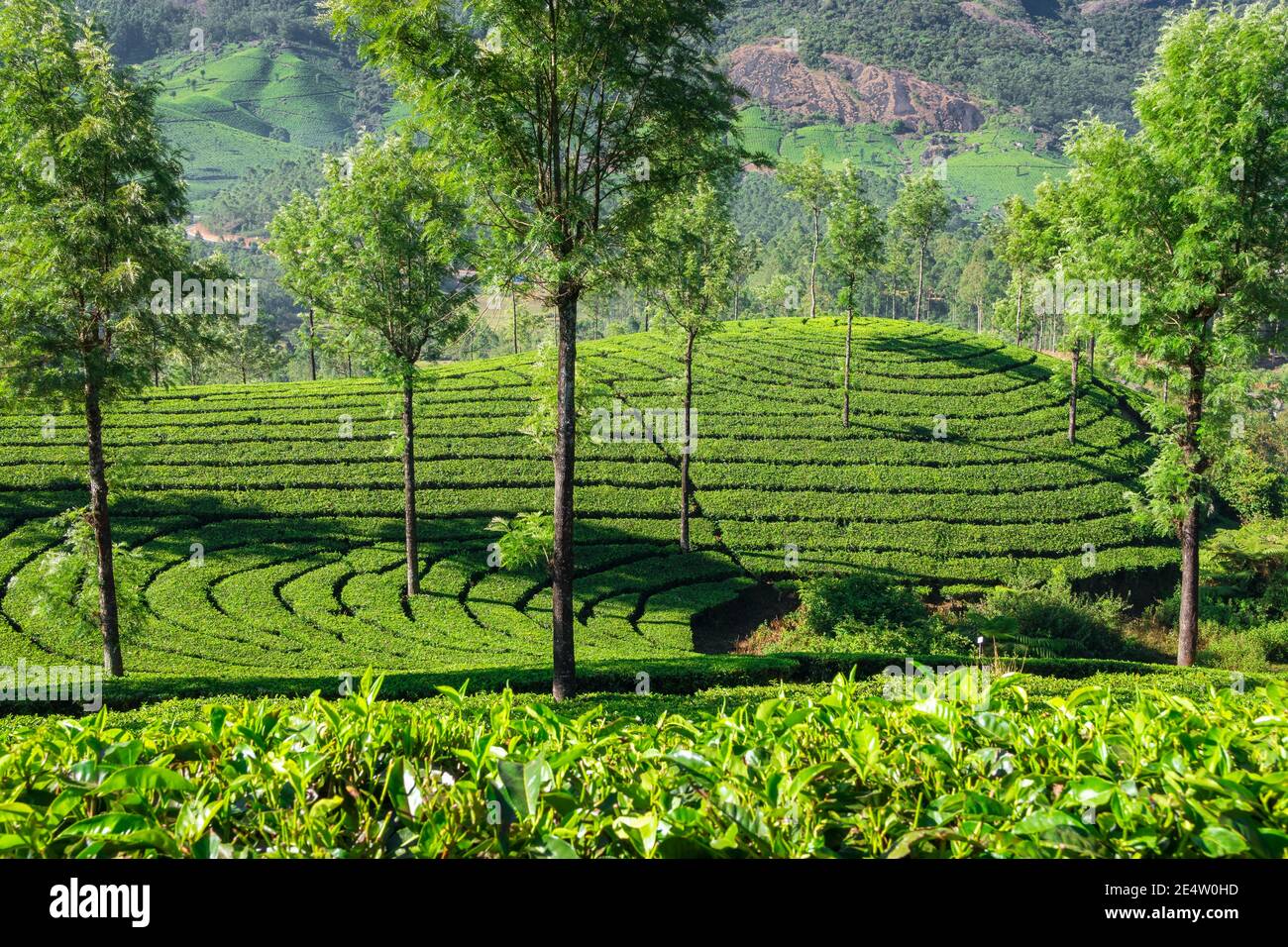 Schöne Landschaft mit frischen grünen Teeplantagen in Munnar, Kerala, Indien Stockfoto