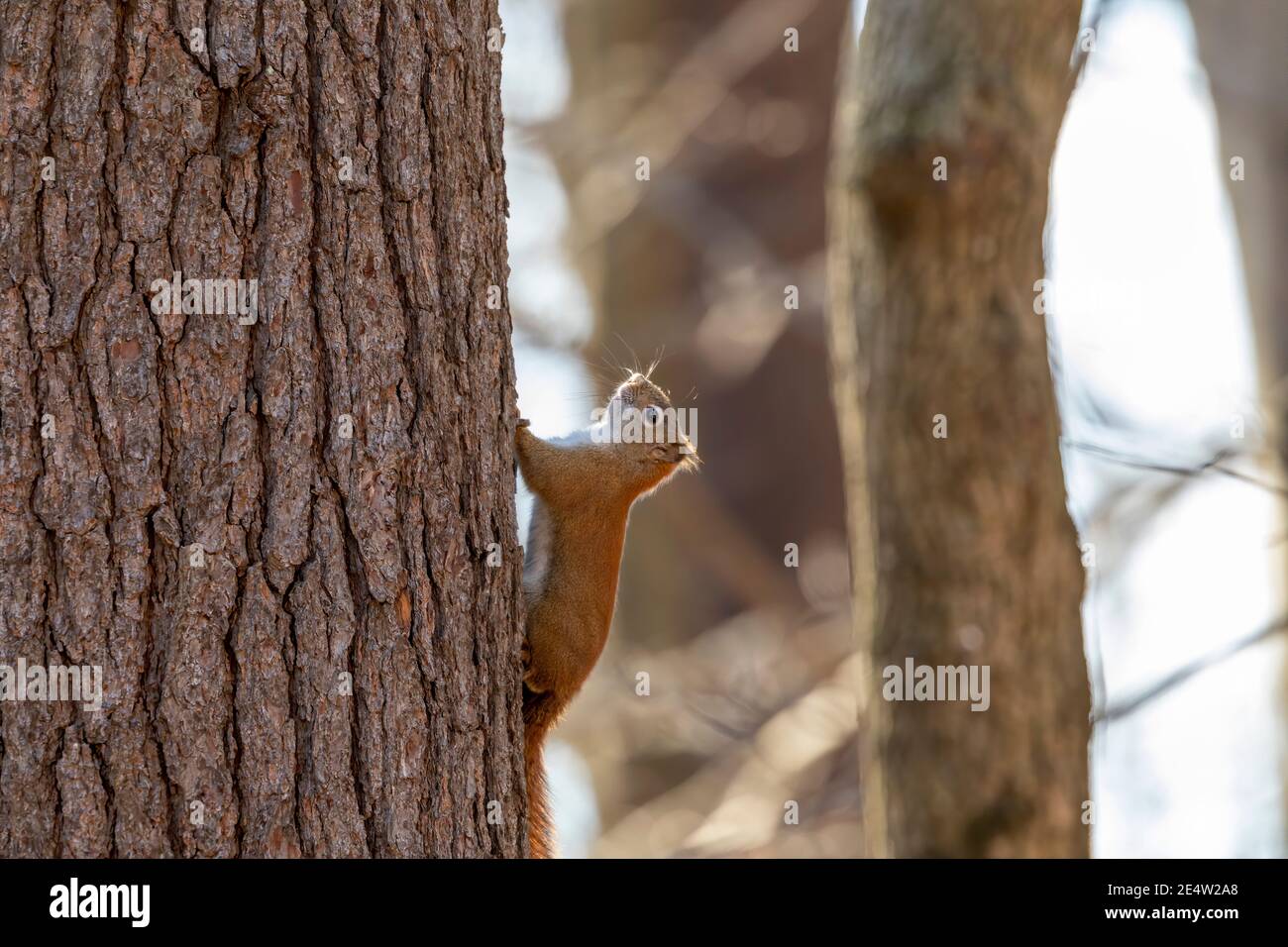 Das amerikanische rote Eichhörnchen (Tamiasciurus hudsonicus) Im Park isst Sonnenblumenkerne Stockfoto