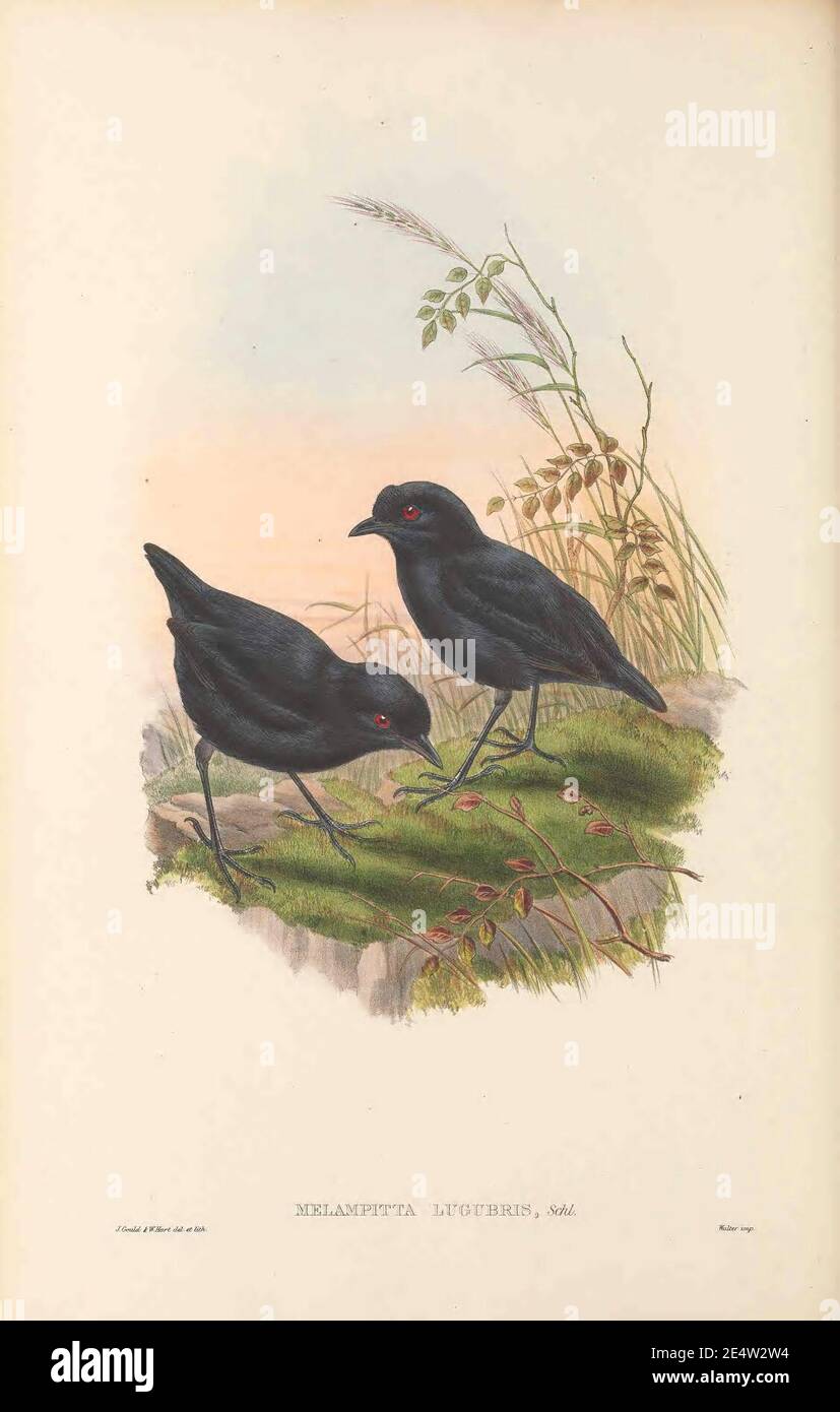 Melampitta lugubris - die Vögel von Neuguinea. Stockfoto