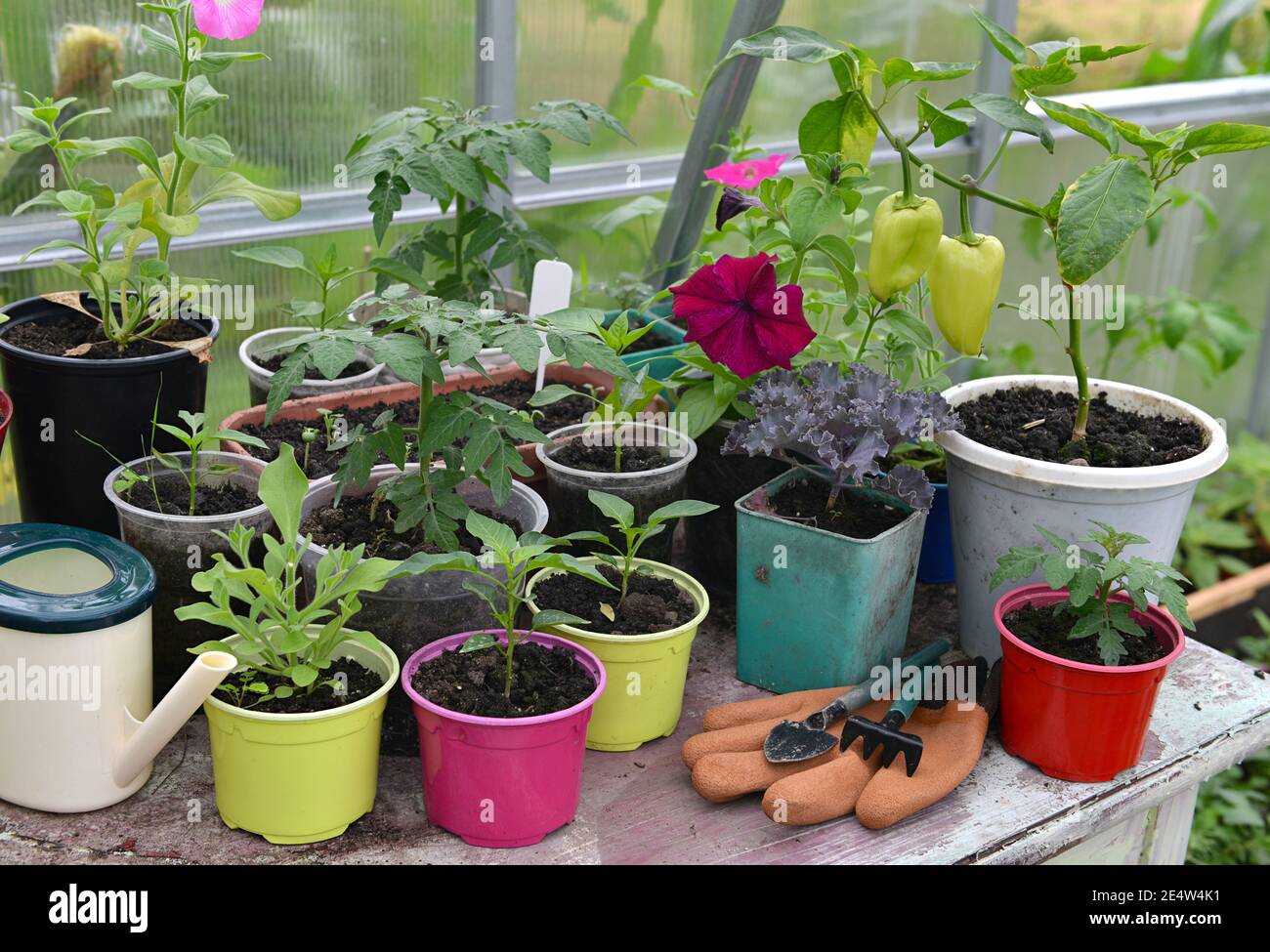 Gemüse- und Blumensämlinge in Töpfen mit Handschuhen und Werkzeugen auf dem Tisch im Gewächshaus. Vintage botanischen Hintergrund mit Pflanzen, Home Hobby noch li Stockfoto