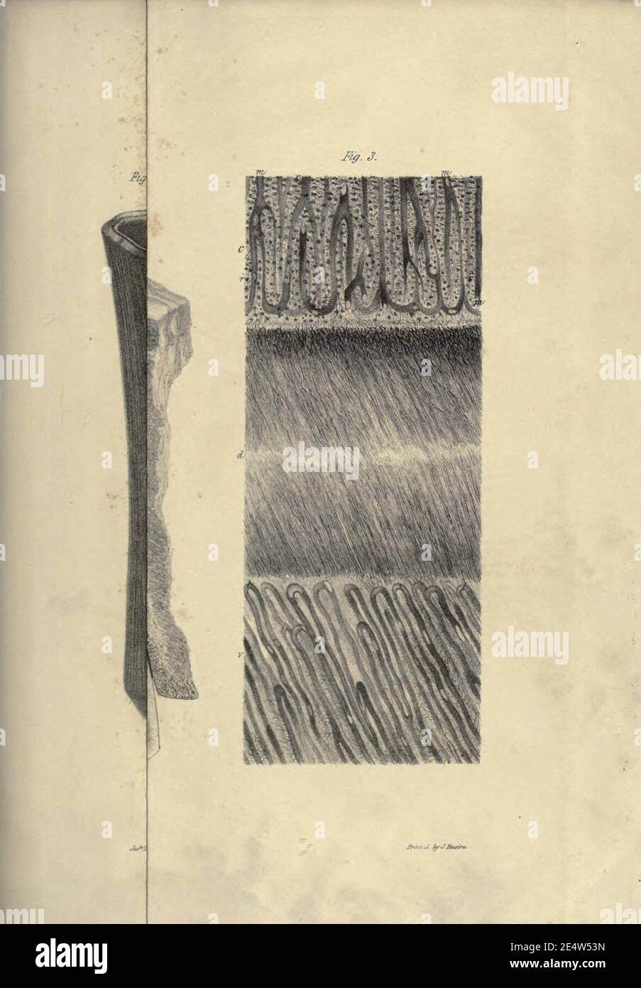 Memoiren über das Megatherium oder riesige Bodenfaulheit Amerikas Stockfoto