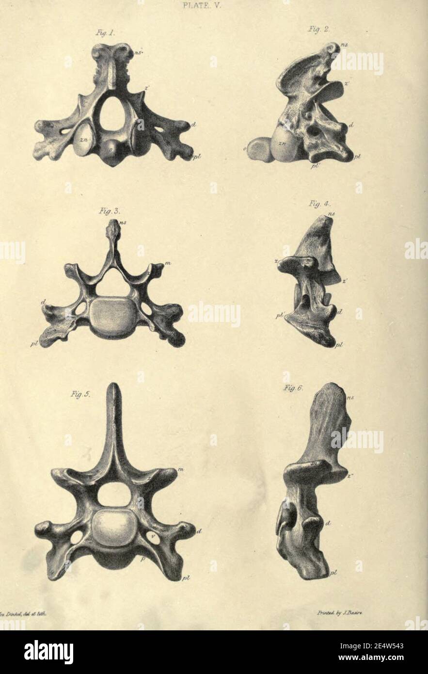 Memoiren über das Megatherium oder riesige Bodenfaulheit Amerikas Stockfoto
