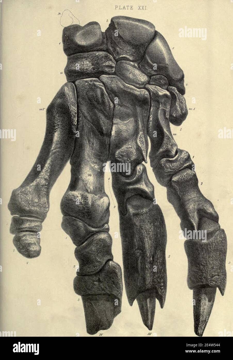 Memoiren über das Megatherium oder riesige Bodenfaulheit Amerikas Stockfoto